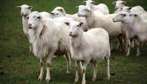 <p>true hair sheep</p>