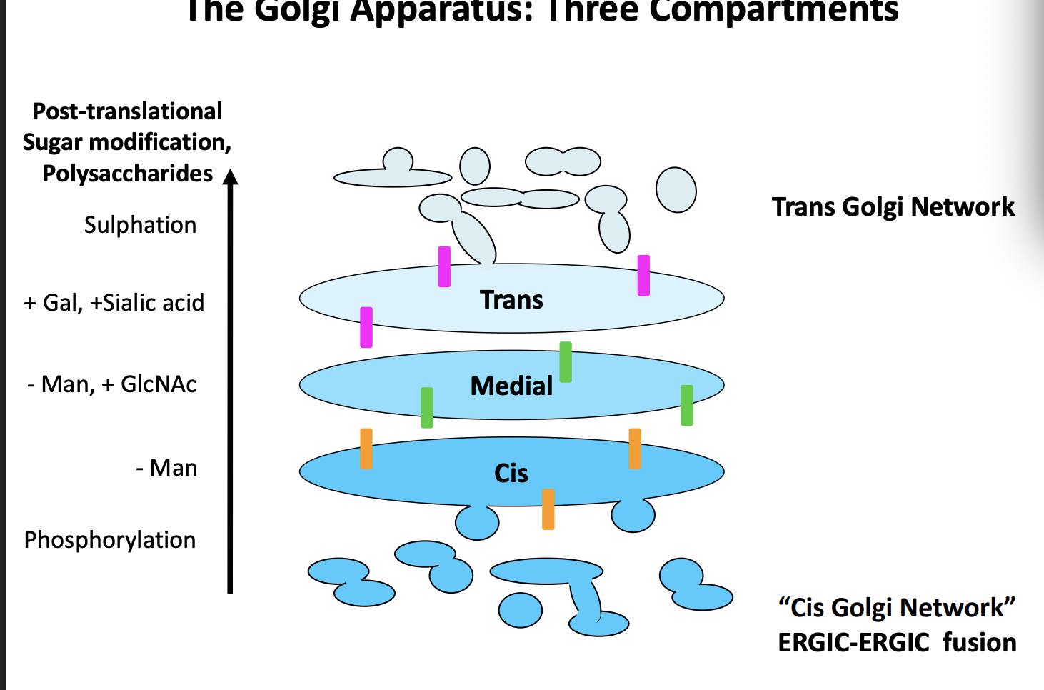 <ol><li><p>Cis</p><ul><li><p>remove Manose</p></li></ul></li><li><p>Medial</p><ul><li><p>- Man, + GlcNAc</p></li></ul></li><li><p>Trans</p><ul><li><p>+Gal, + Sialic acid, Sulphation</p></li></ul></li></ol><p><em>enzymes found in these compartments are different and used to monitor the progress of secretory proteins</em></p>