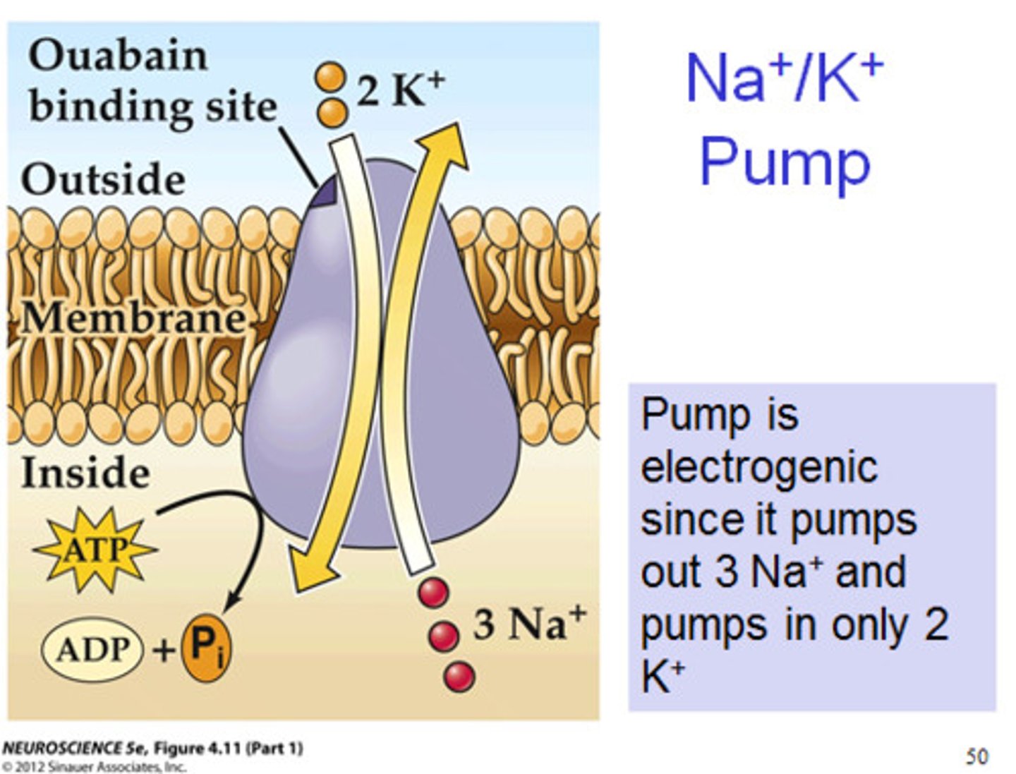 <p>The sodium-potassium pump uses energy to push out 3 Na+ ions out of the cell and 2 K+ ions into it. The sodium potassium pump is a good reason as to how the cell stays at resting membrane potential</p>