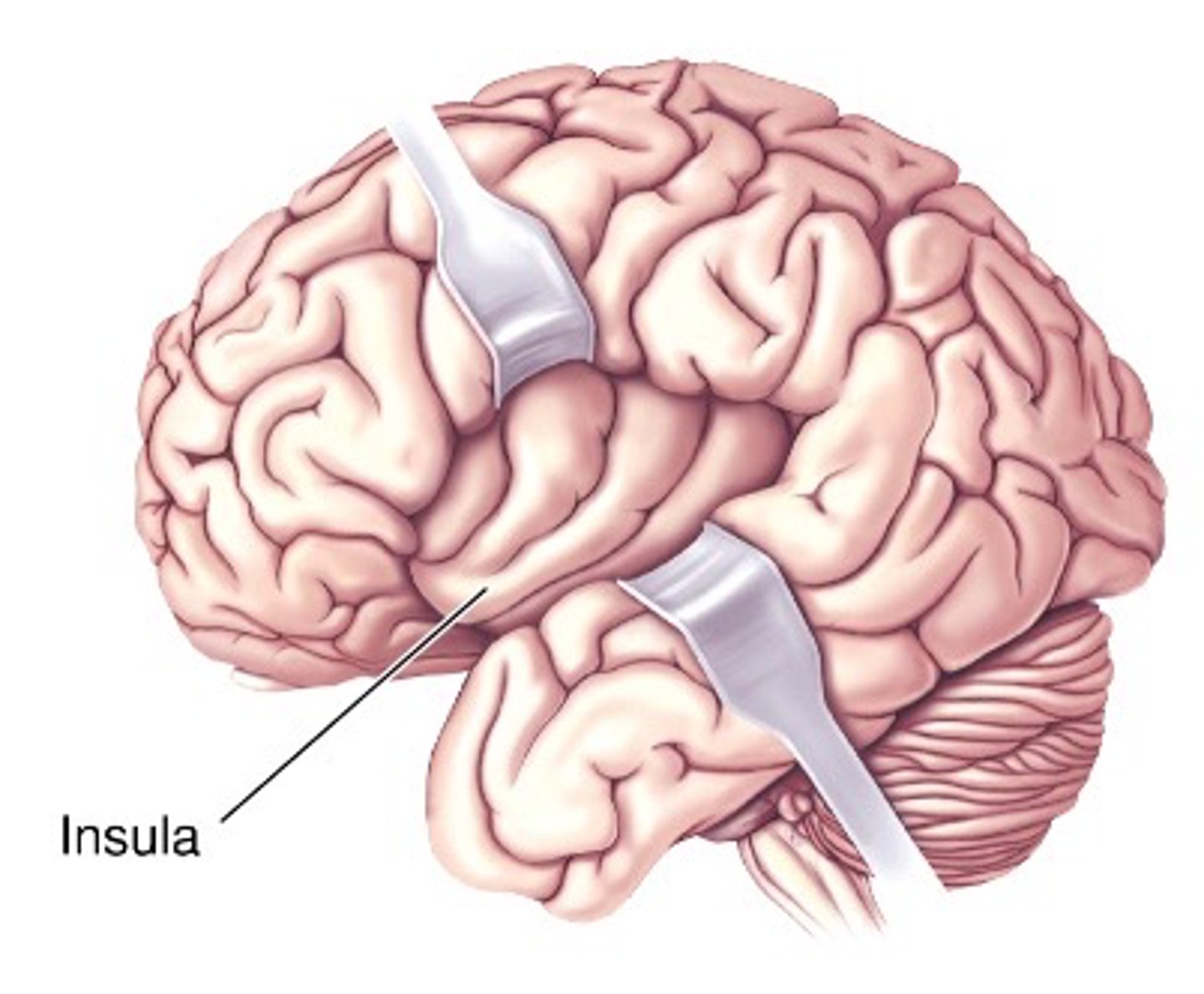 <p>What is the name of the hidden area of the neocortex?</p>