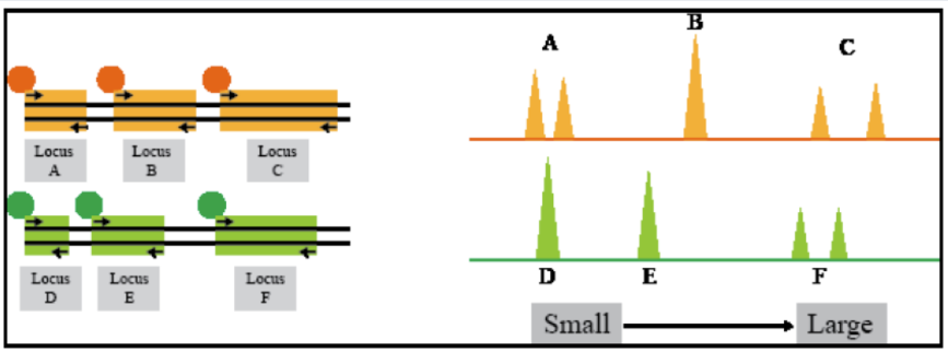 <p><span style="line-height: 107%;">STR analysis for multiple loci</span></p><p class="MsoListParagraphCxSpFirst"><span style="font-family: Aptos, sans-serif; line-height: 107%;">-</span><span style="font-family: "Times New Roman"; line-height: normal; font-size: 7pt;">          </span><span style="font-family: "Times New Roman", serif; line-height: 107%;">Look at multiple loci at one time using different fluorescent tags (where fragment analysis can really shine)</span></p><p class="MsoListParagraphCxSpMiddle"><span style="font-family: Aptos, sans-serif; line-height: 107%;">-</span><span style="font-family: "Times New Roman"; line-height: normal; font-size: 7pt;">          </span><span style="font-family: "Times New Roman", serif; line-height: 107%;">Method used in human identity testing (paternity and forensics)</span></p><p class="MsoListParagraphCxSpMiddle"><span style="font-family: Aptos, sans-serif; line-height: 107%;">-</span><span style="font-family: "Times New Roman"; line-height: normal; font-size: 7pt;">          </span><span style="font-family: "Times New Roman", serif; line-height: 107%;">Each locus doesn’t need it’s own tag, because as long as it’s far enough apart in size (alleles don’t overlap), then several loci can share a color</span></p><p class="MsoListParagraphCxSpLast"><span style="font-family: Aptos, sans-serif; line-height: 107%;">-</span><span style="font-family: "Times New Roman"; line-height: normal; font-size: 7pt;">          </span><span style="font-family: "Times New Roman", serif; line-height: 107%;">Fragments are separated by size AND fluorescent dye to identify them</span></p>