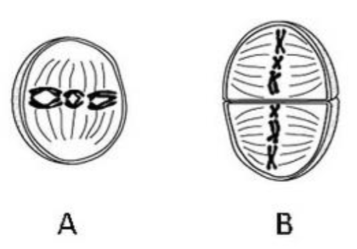 <p><span style="color: blue">Based on the figure below, what is the diploid</span><span style="color: blue"><br></span><span style="color: blue">chromosome number for this species? (Both</span><span style="color: blue"><br></span><span style="color: blue">figures are the same cell at different stages of</span><span style="color: blue"><br></span><span style="color: blue">cell division)</span><span style="color: blue"><br></span><span style="color: blue">A. 2N = 12</span><span style="color: blue"><br></span><span style="color: blue">B. 2N = 9</span><span style="color: blue"><br></span><span style="color: blue">C. 2N = 8</span><span style="color: blue"><br></span><span style="color: blue">D. 2N = 6</span><span style="color: blue"><br></span><span style="color: blue">E. 2N = 4</span></p>