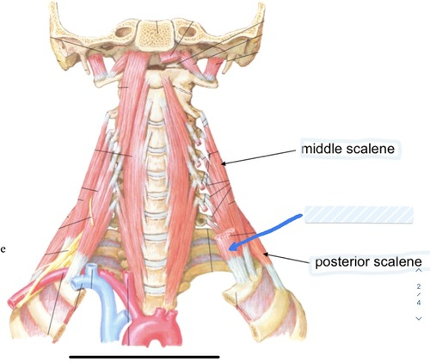 knowt flashcard image