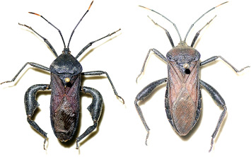 <p>Interesting body shapes, with antennae and the first two pairs of legs are regular, but the hind pair are much thicker, usually with strange shapes but not always. Also have a bump on the back of their thorax, like Family&nbsp;Lygaeidae. Head is extremely small, almost imperceptible. Class Insecta, Order Hemiptera, called leaf–footed bugs</p>
