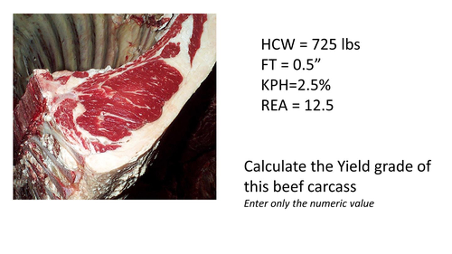 <p>Calculate the Yield Grade of this beef carcass.</p><p>HCW = 725 lbs</p><p>FT = 0.5"</p><p>KPH = 2.5%</p><p>REA = 12.5</p>