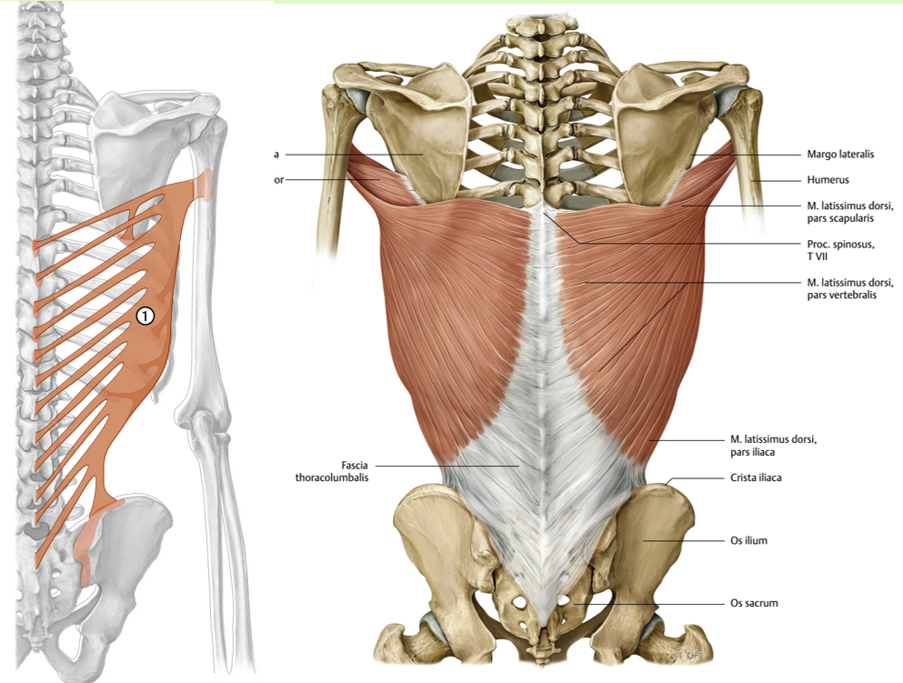 <p><span><span> Origo:<br></span></span><span data-name="black_small_square" data-type="emoji">▪</span><span><span> procc. spinosi Th7-12, via fascia thoracolumbalis<br>van de procc. spinosi L1-L5 en van het os<br>sacrum, labium externum van de crista iliaca<br>(dorsaal deel), 9e-12e rib, angulus inferior<br>scapulae</span></span></p><p><span><span><br></span></span><span data-name="black_small_square" data-type="emoji">▪</span><span><span> Insertie:<br></span></span><span data-name="black_small_square" data-type="emoji">▪</span><span><span> crista tuberculi minoris van de humerus</span></span></p><p><span><span><br></span></span><span data-name="black_small_square" data-type="emoji">▪</span><span><span> Functie:<br></span></span><span data-name="black_small_square" data-type="emoji">▪</span><span><span> art. glenohumerale: endorotatie, adductie,<br>retroflexie.<br></span></span><span data-name="black_small_square" data-type="emoji">▪</span><span><span> Geïnverseerde functie: hulpademhalingsspier</span></span></p><p><span><span><br></span></span><span data-name="black_small_square" data-type="emoji">▪</span><span><span> Innervatie:<br></span></span><span data-name="black_small_square" data-type="emoji">▪</span><span><span> n. thoracodorsalis (C6-C8)</span></span></p><p><br></p>