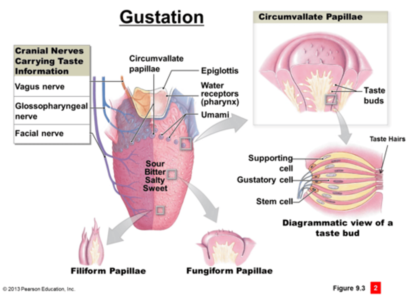 <p>sense of taste; begins with chemical stimulation of sensory cells in about 4000 taste buds</p>