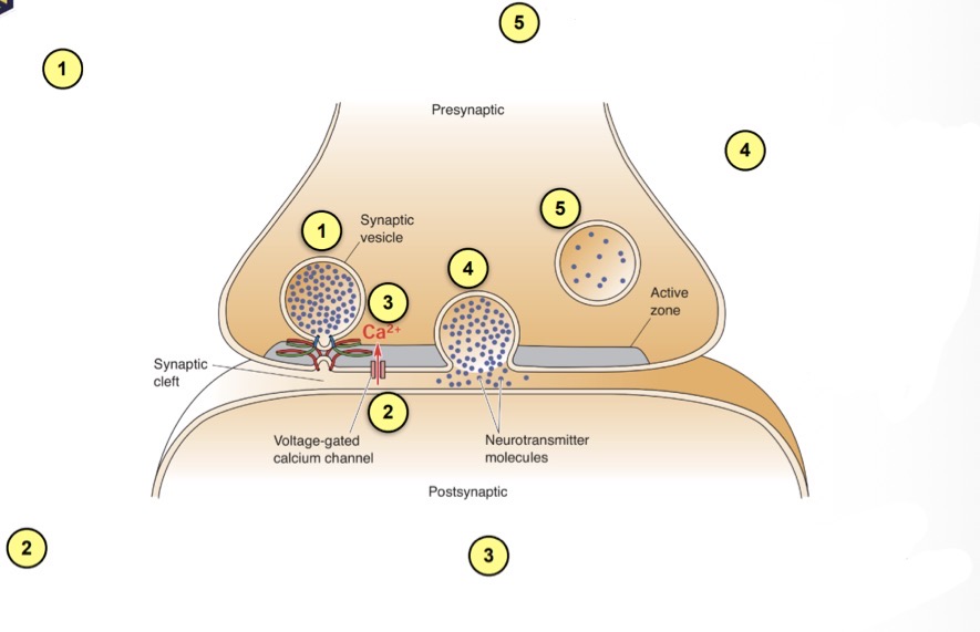 <p>Describe how this process leads to endocytosis?</p>