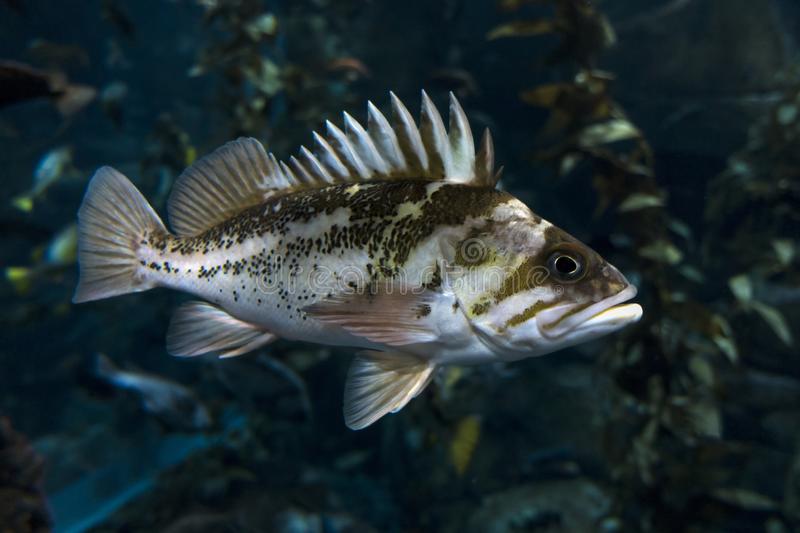 <p>Quillback Rockfish</p>