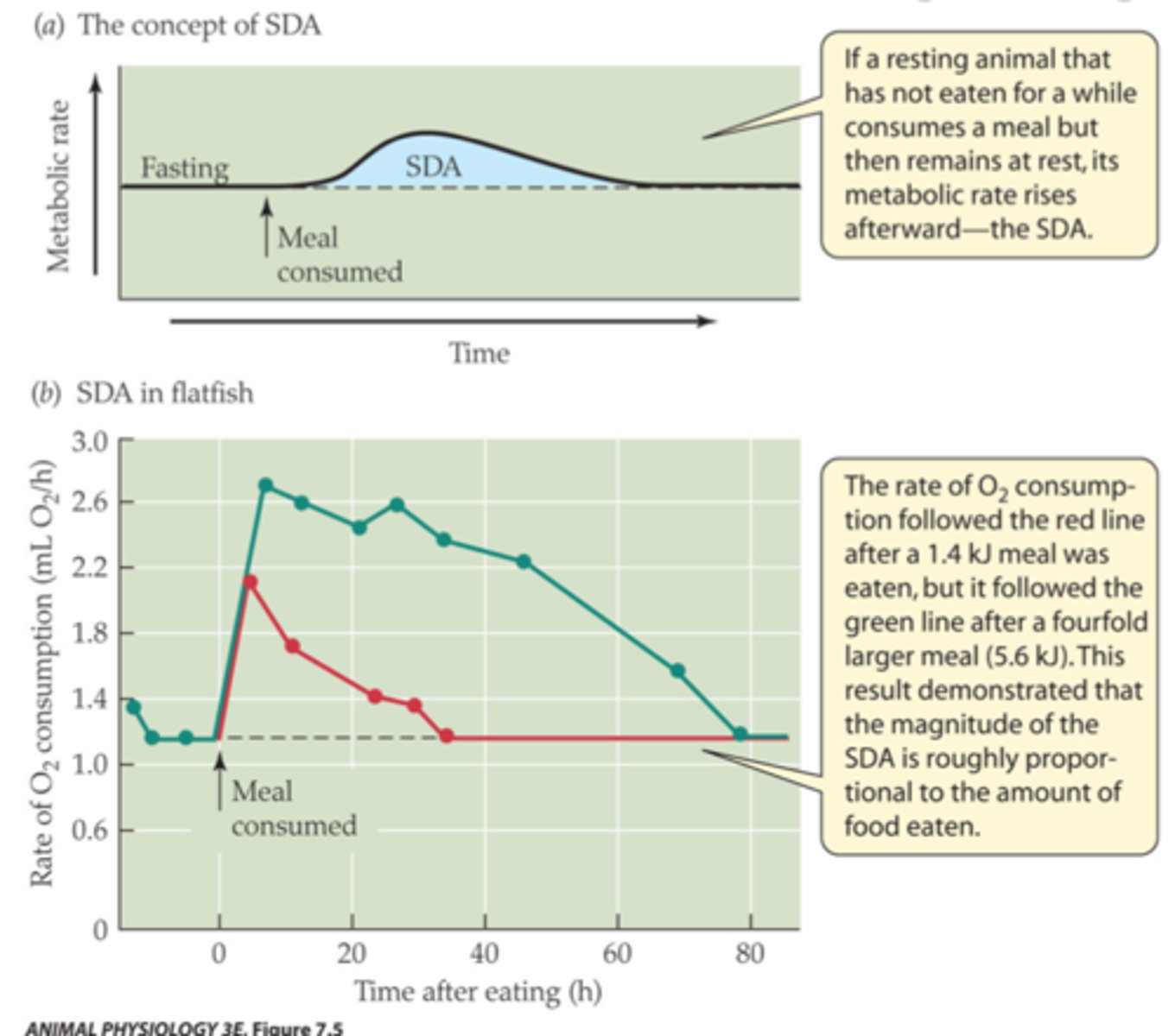 <p>- MR increased to breakdown the food for nutrient &amp; energy</p><p>= Specific dynamic action - heat increment of feeding</p>