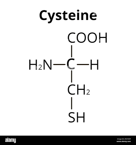 <p>Cysteine</p>
