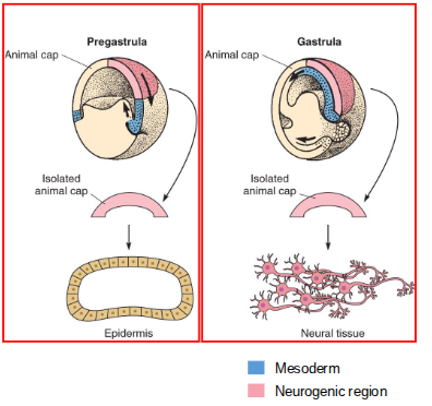 <p>Ectoderm acquires neural fate during gastrulation: animal cap ectoderm removed before gastrulation forms epidermis, whereas the same tissue taken during gastrulation forms neuronal tissue. Neural tissue is induced by signals (from the organiser region) that convert ectoderm into neural tissue.</p>