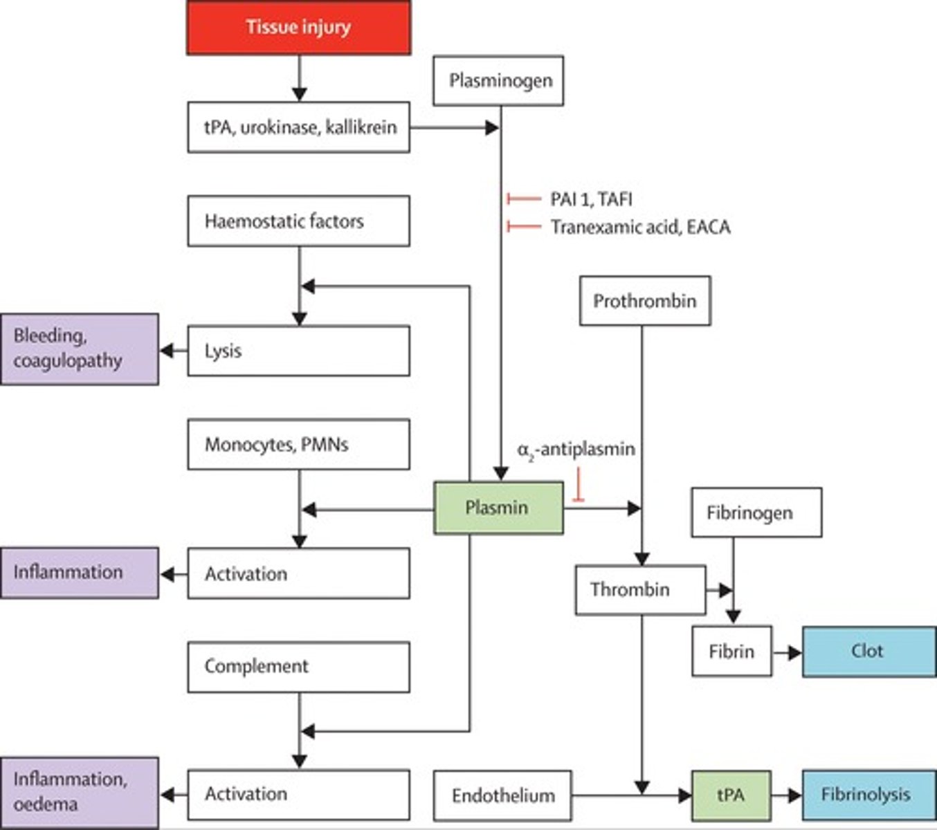 <p>- antifibrinolytic (stops breakdown of clots)</p><p>- interferes with plasminogen during synthesis (breaking down clots)</p>