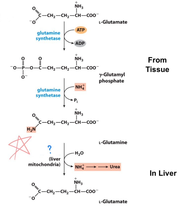 <p>_ will remove the nitrogen on glutamine —> glutamate</p>
