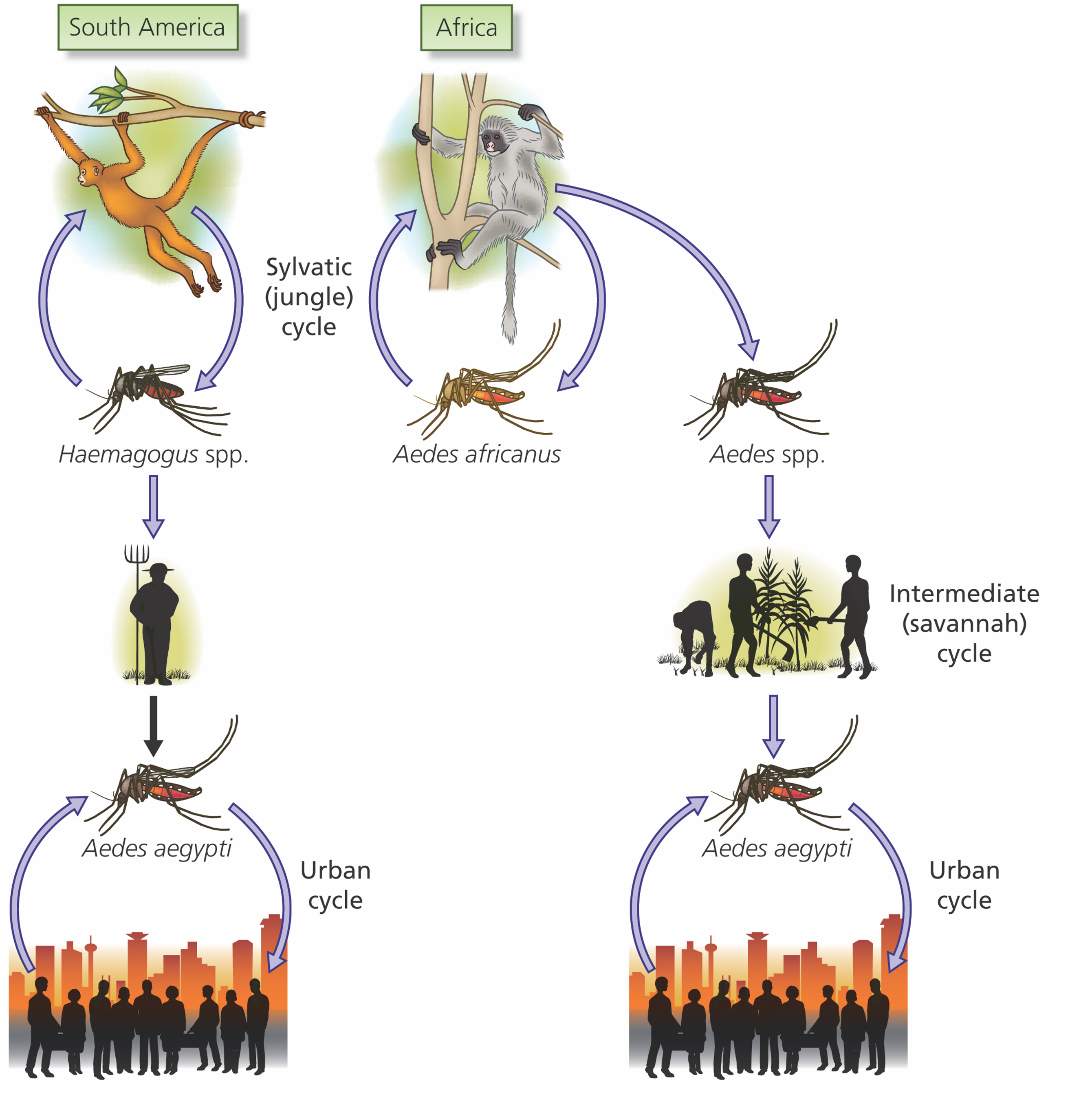 <p>Be able to explain the difference between the Sylvatic cycle and the Urban cycle of transmission. Which mosquitos promote transmission in each cycle for YFV?</p>