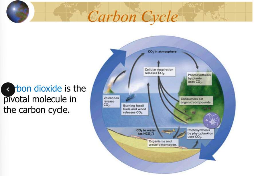 <p>carbon dioxide </p>