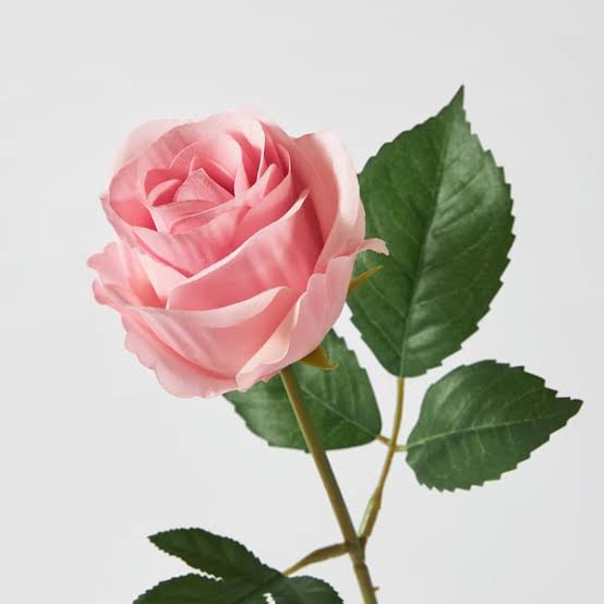 <p>Rose</p>