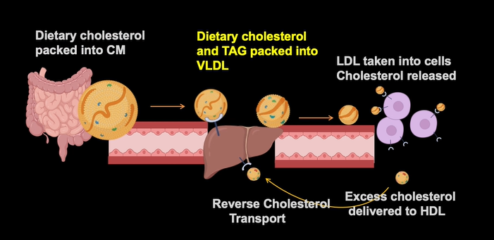<ul><li><p>dietary cholesterol packed into CM (released from intestine)</p></li><li><p>Dietary cholesterol and TAG packed into VLDL and released from liver</p></li><li><p>LDL is taken into cells through endocytosis and cholesterol is released</p></li><li><p>excess cholesterol delivered to HDL</p><ul><li><p>reverse cholesterol transport back to liver</p></li><li><p>liver will bake bile or new VLDLs</p></li></ul></li></ul><p></p>