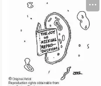 <ol start="2"><li><p>Asexual Reproduction—benefits, downsides, different forms <span data-name="sunflower" data-type="emoji">🌻</span></p></li></ol><ul><li><p>What are the <u>Benefits</u> of Asexual reproduction? (4)</p></li></ul><p></p>