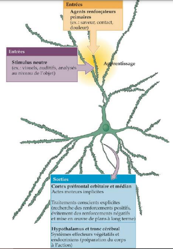 -la plupart des signaux sensoriels sont relayés vers les neurones de l'amygdale per des projections provenant d'aires de traitement sensoriel d'ordre supérieur où sont représentés des objets (ex : visages)
-si ces afférences dépolarisent des neurones de l'amygdale en même temps que des afférences sensorielles aux propriétés d'agent renforçateur primaire (ex : stimulation nociceptive), un apprentissage associatif pourrait se mettre en place par renforcement des connexions synaptiques entre les afférences initialement neutres et les neurones amygdaliens
-les efférences amygdaliennes se projettent sur divers centres responsables de l'expression végétative et somatique des émotions, et des modifications de comportements de recherche des renforcements positifs et d'évitement des renforcement négatifs