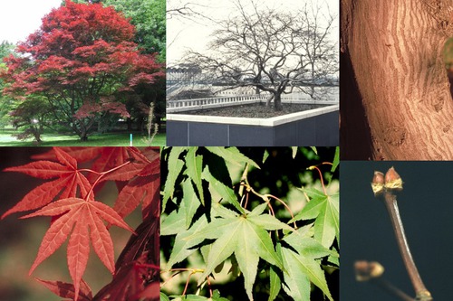 SAPINDACEAE (soapberry family)
-small deciduous tree
-opposite arr. 
-red samaras (generally)
-simple leaves with deep* lobes (makes them look palmate
-serrated 
-leaf color can very widely from light pink, dark purple, reddish, green
-stem color can vary from red, orange, purple, green