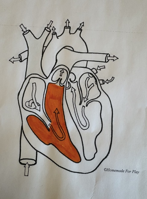 <ul><li><p>Pumps blood to the lungs via the pulmonary artery</p></li></ul><p></p>