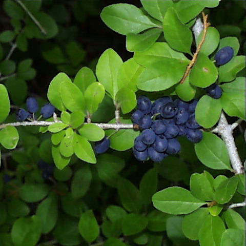 <p>Forestiera Pubescens</p>