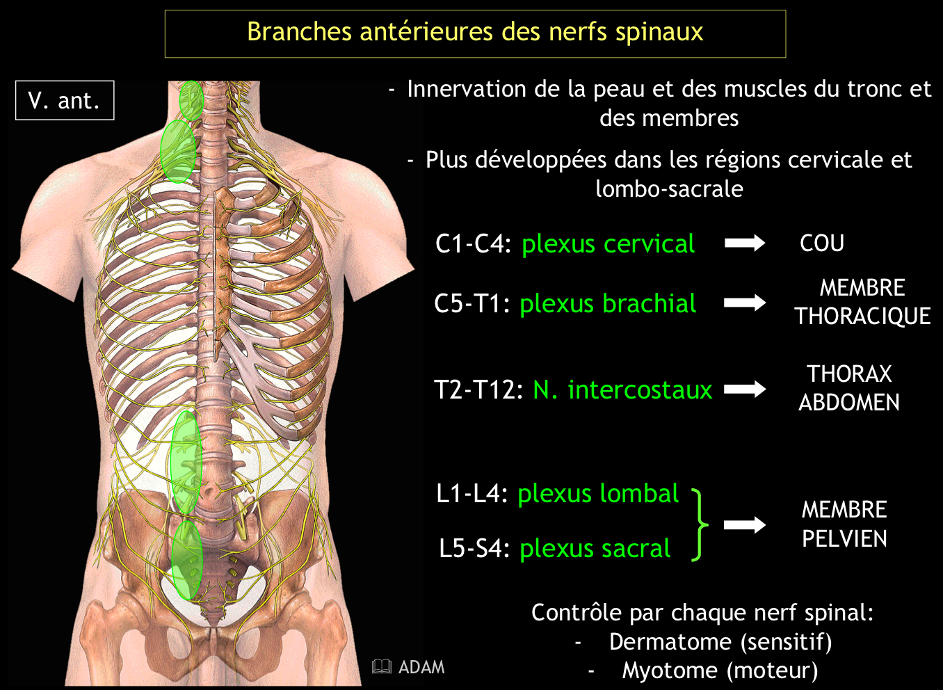 <ul><li><p>Un dermatome est une zone sensitive innervée par un nerf spinal.</p></li></ul><ul><li><p>Un myotome est une zone musculaire innervée par ce même nerf.</p></li></ul>