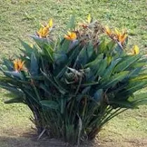 <p>Bird of Paradise</p>
