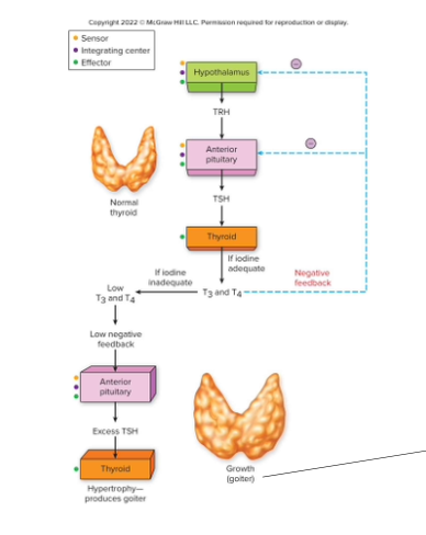 <p>How are thyroid hormones (T₃ and T₄) regulated?</p>
