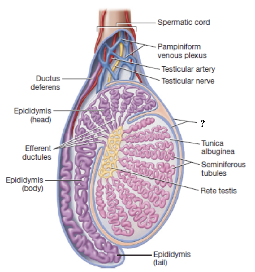 <p>superficial serous membrane producing fluid to reduce friction</p><ul><li><p>one of the coverings of the testes deep to the cremaster muscle </p></li></ul><p></p>