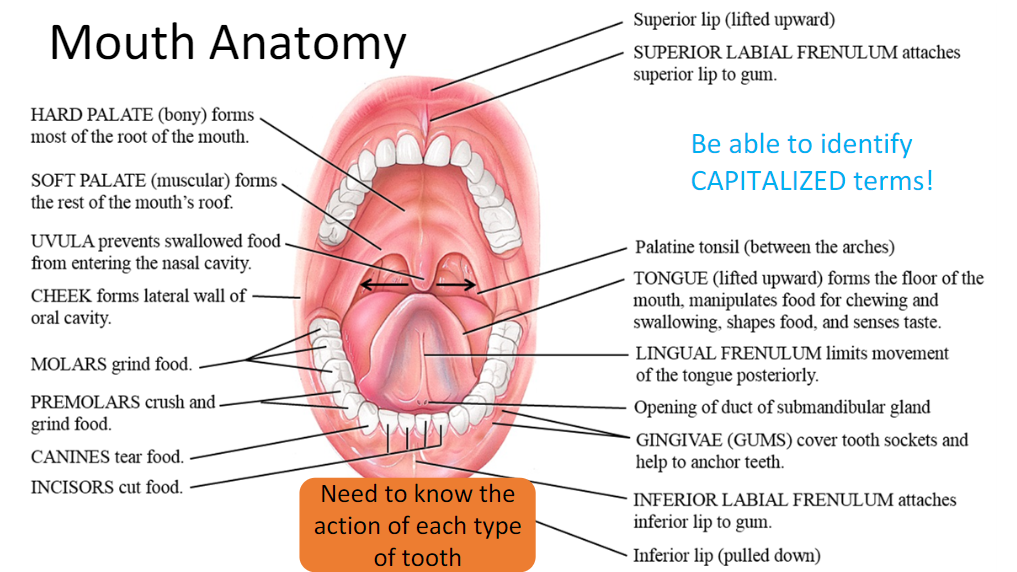 <p>Hard palate, soft palate, uvula, <strong>gingivae</strong>, <strong>superior labial frenulum</strong>, <strong>inferior labial frenulum</strong>, <strong>lingual frenulum</strong>, molar (grind), premolars (grind + crush), canines (tear), and incisors (Cut)</p>