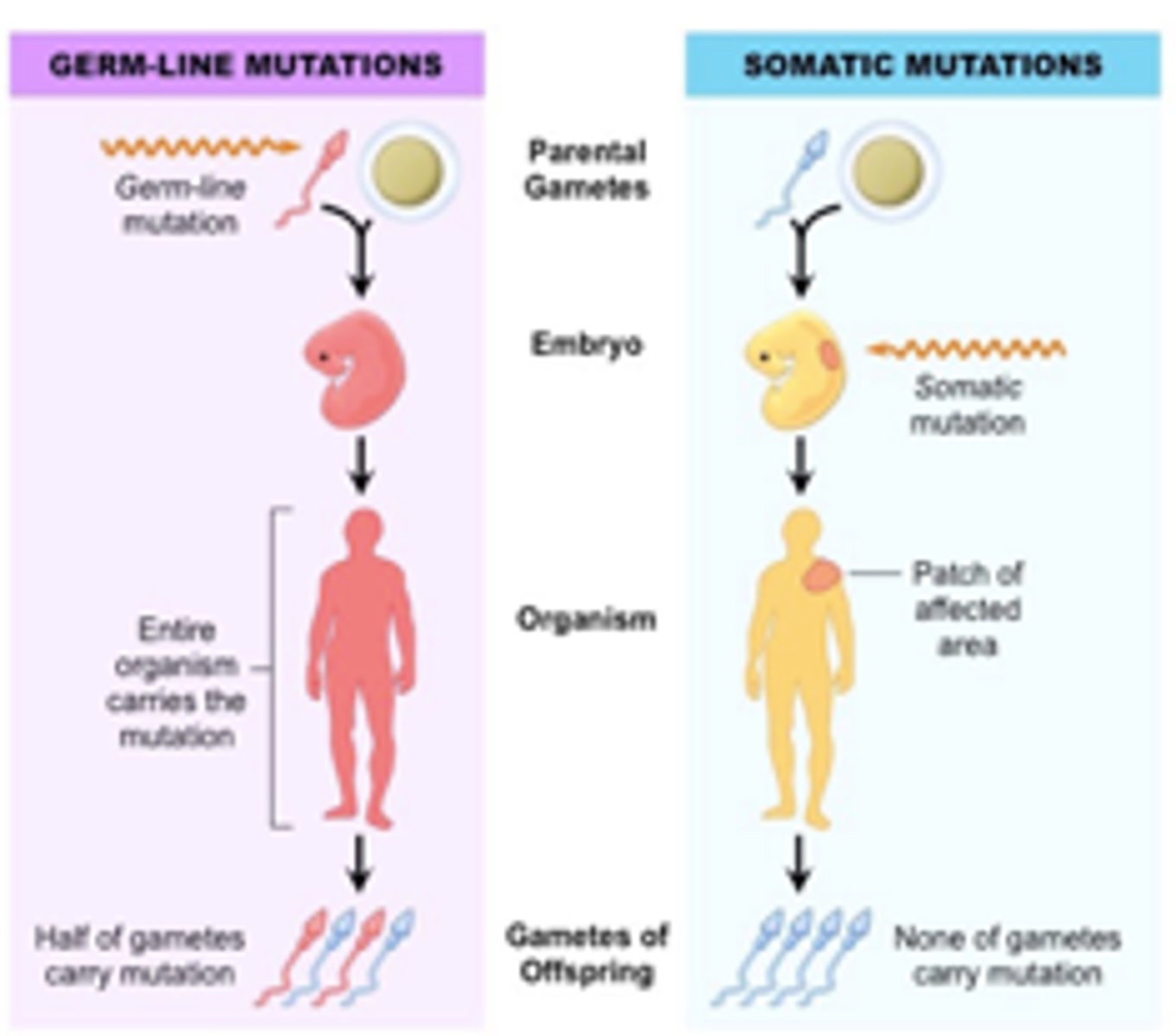 <p>mutation or mistake in a germ or reproductive cell, can be passed to offspring</p>