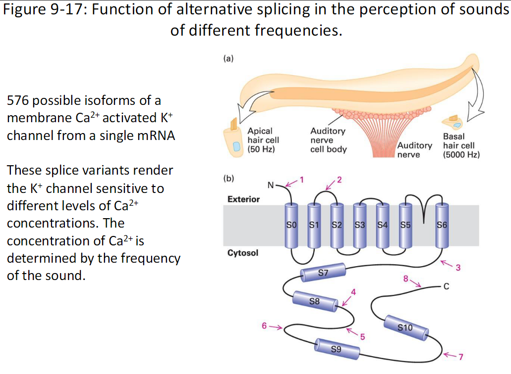 <p><strong>Function</strong><br> A single mRNA can produce 576 possible isoforms of a membrane Ca²⁺-activated K⁺ channel</p><p><strong>Effect</strong><br> Different splice variants make the K⁺ channel sensitive to varying Ca²⁺ concentrations<br> Ca²⁺ levels are determined by the frequency of the sound</p><p><strong>Figure Reference</strong><br> Fig. 9-17</p>