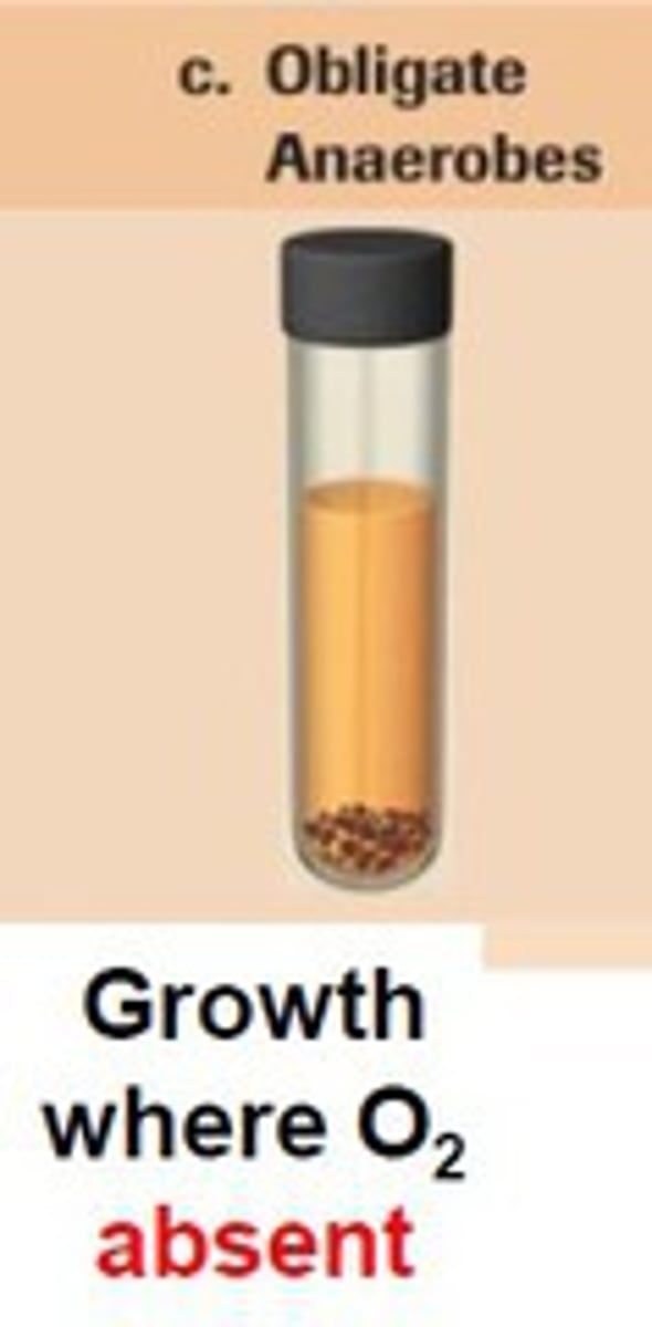 <p>Poisoned by oxygen (do not have enzymes to digest it) use anaerobic respiration via nutrients like iron, sulfur, and methane, sink to the bottom of a culture tube</p>