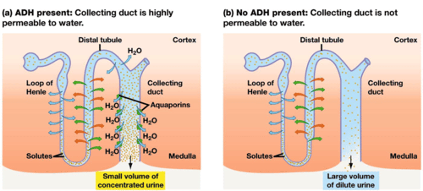 <p>(posterior pituitary): <span class="bgB">recovers water</span>. </p><p></p><p>When ADH is present, the collecting duct will be highly permeable to water and urea, which will strengthen the concentration gradient around the descending Loop of Henle. More water will be recovered from the loop.</p><p></p><p>Caffeine and alcohol will shut down the ADH hormone = having to pee a lot = lots of water lost</p>