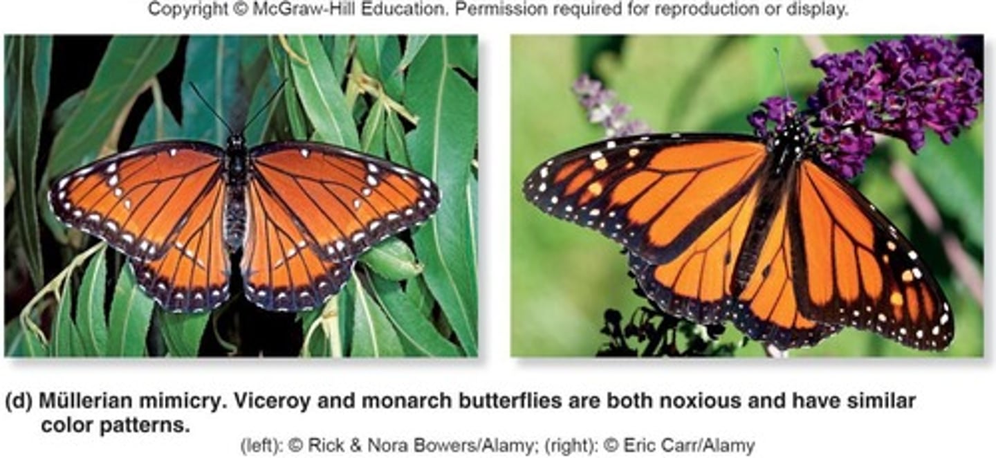 <p>When several unrelated but poisonous species evolve to resemble one another.</p>