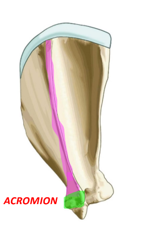 <p>• Diving the lateral surface into supraspinous and infraspinous fossa.</p>