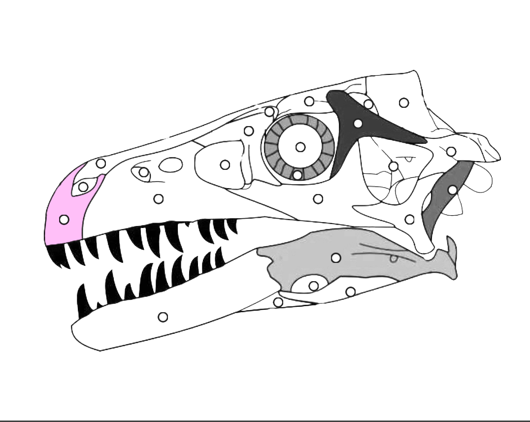 <p>What part of the dinosaur skull is this?</p>