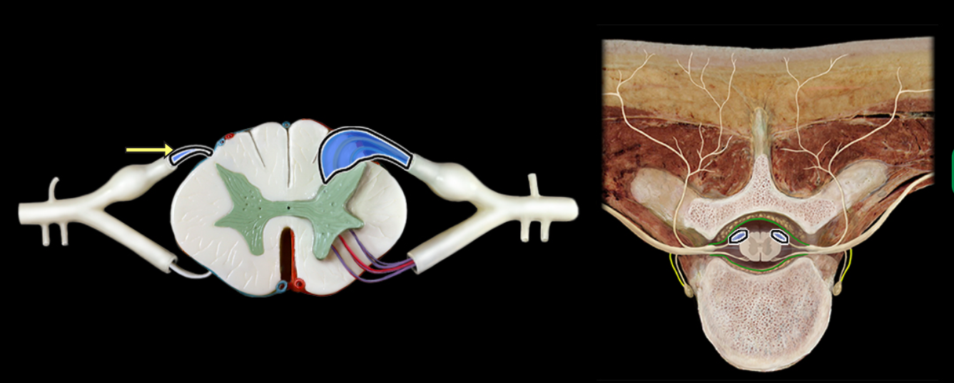 <p>Dorsal rootlets</p>