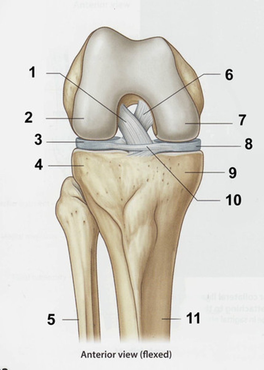 <p>Name the ligament labeled #6</p>
