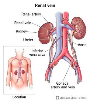 <p>Renal Artery</p>
