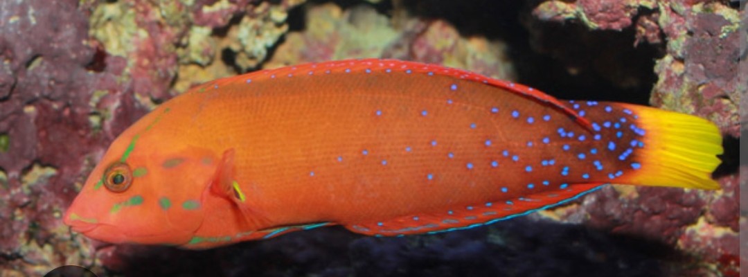 <p class="has-focus">Labridae family</p><p class="has-focus">The Lolo eats snails, hermit crabs, crabs, shrimps, mollusks and sea urchins.</p><p>Two prominent teeth on both upper and lower jaws, vibrant yellow tail, blue markings on face</p>