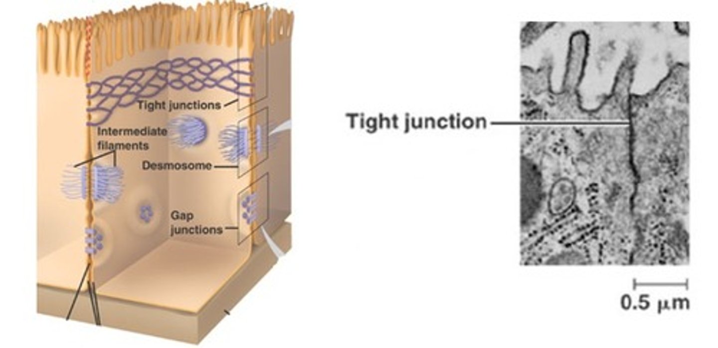 <p>- animal cells</p><p>- makes a tissue watertight (stomach/intestines)</p>