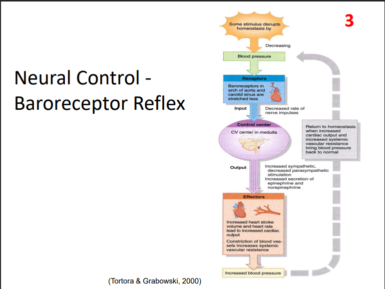 <p>- decrease in blood pressure stimulates these</p><p>- receptor: baroreceptor in arch of aorta and carotid sinus are stretched less</p><p>- Control centre: cardiovascular centre in medulla oblongata</p><p>- Effectors: increased heart stroke volume and heart rate lead to increased cardiac output. constriction of blood vessels increase systemic vascular resistance.</p><p>- leads to an increase in blood pressure</p>