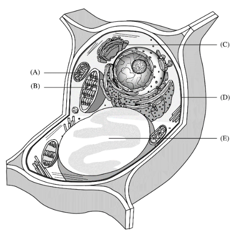 part that evolved from a photoautotrophic prokaryote