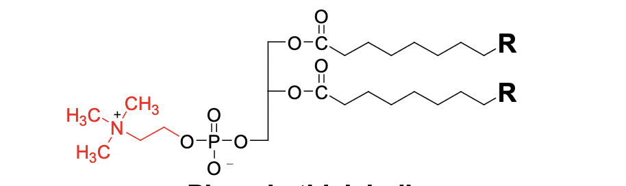 <p>What is this Phosphatidate structure</p>