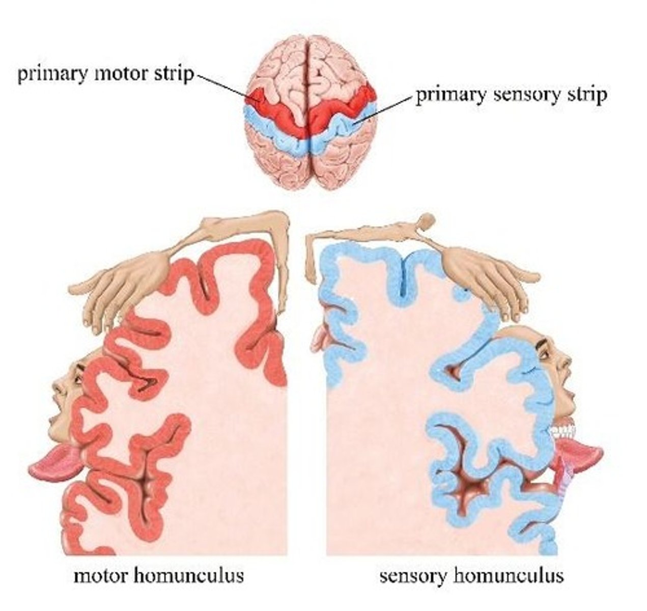 <p>The size of a body part's representation reflects how much fine motor control it requires.</p>