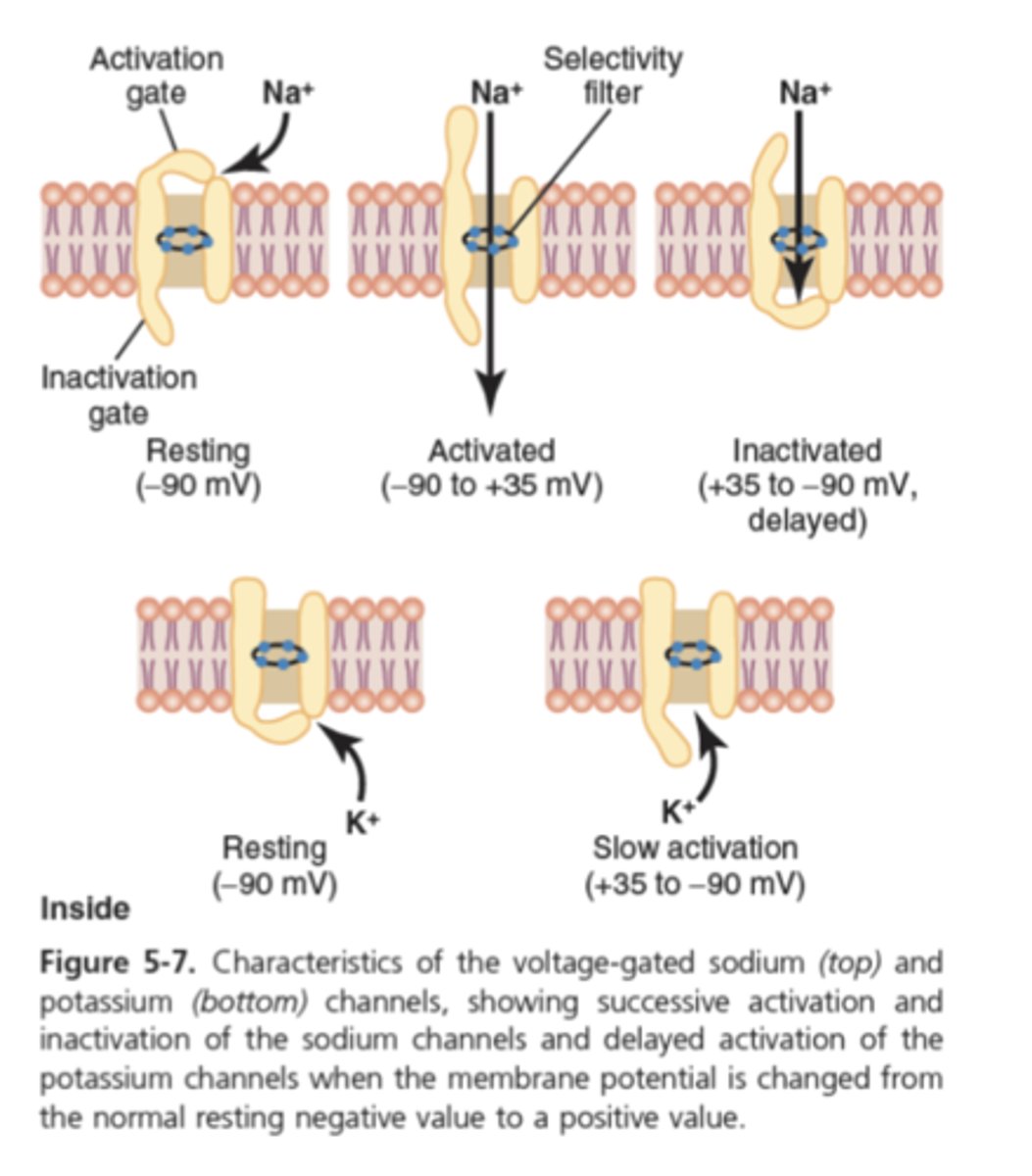 <p>What is resting membrane potential determined by? (2)</p>