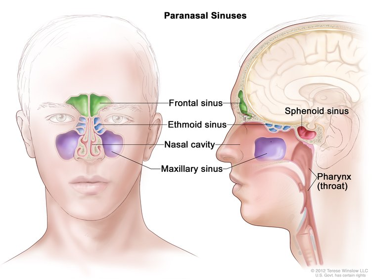 <p>Nose, nasal cavity, sinuses, pharynx.</p>